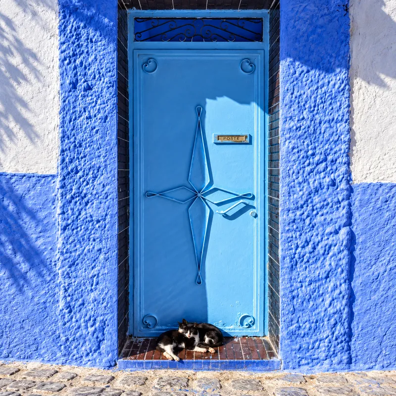 Artistic adaptation of cats resting before a blue door
